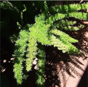 Asparagus fern also known as Foxtail fern (Asparagus aethiopicus)