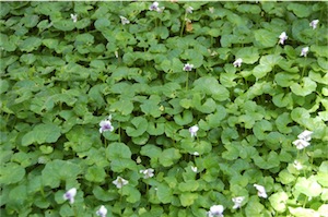 Australian tufted violet (Viola hederacea)