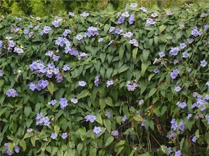 Blue skyflower (Thunbergia grandiflora)