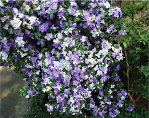 Yesterday, Today and Tomorrow (Brunfelsia pauciflora)