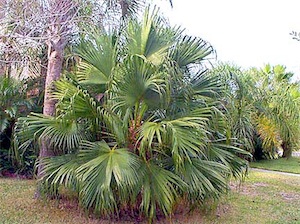 Chinese fan palm (Livistona chinensis)