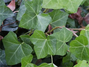 Ordinary English ivy (Hedera helix)