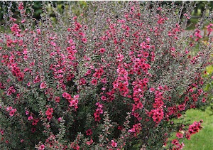Tea bushes (Leptospermum scoparium)