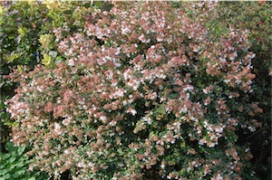 Glossy abelia (Abelia grandiflora)
