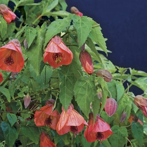 Japanese lantern (Abutilon pictum)