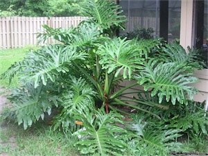 Panda Plant (Philodendron selloum)