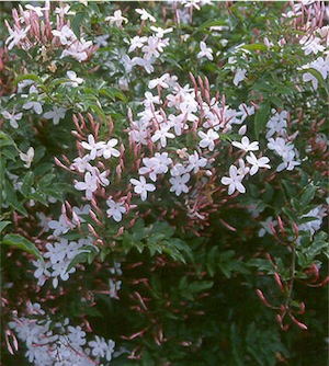 Pink jasmine (Jasminum polyanthum)