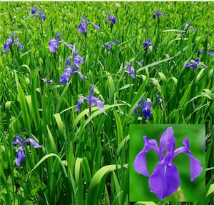 Rabbit-ear iris (Iris laevigata) 