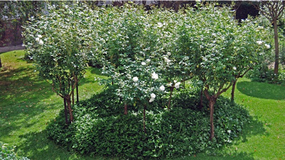 A bed of Iceberg standard roses with an Australian tufted violet groundcover filling the bed.