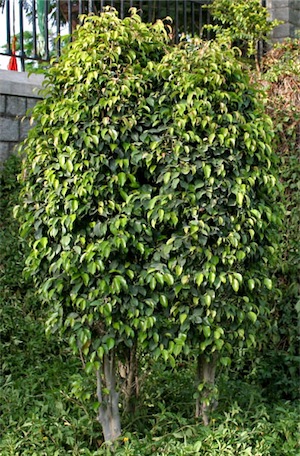 Weeping fig trees (Ficus benjamina)