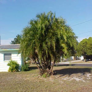Wild date palms (Phoenix reclinata)