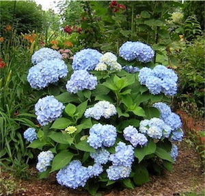 hydrangeas (H. macrophylla)