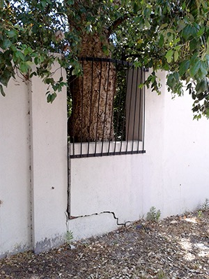 cracked wall and oak tree
